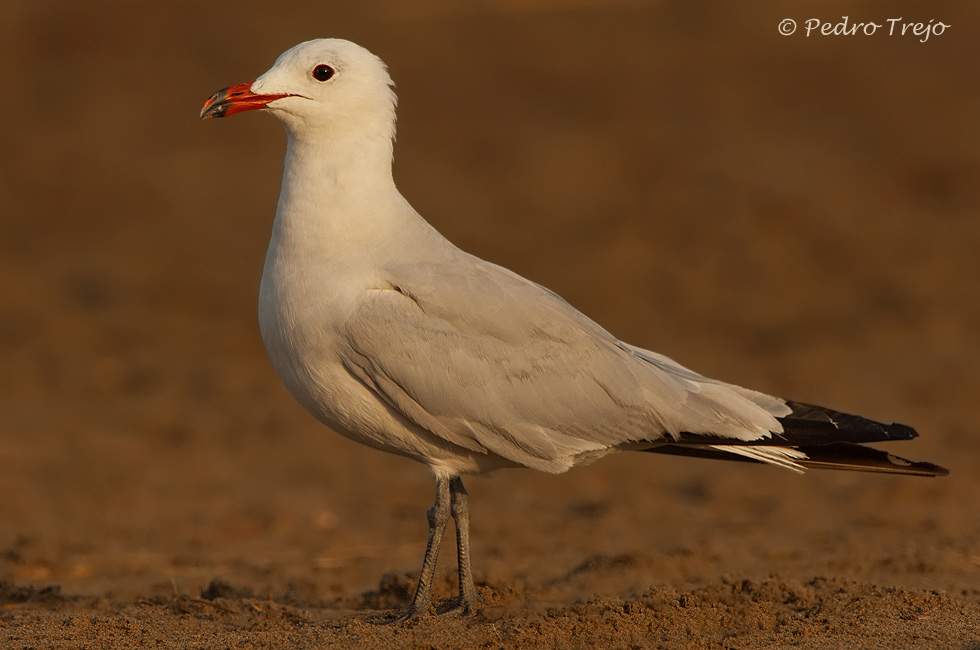 Gaviota de Audouin (Larus audouinii)